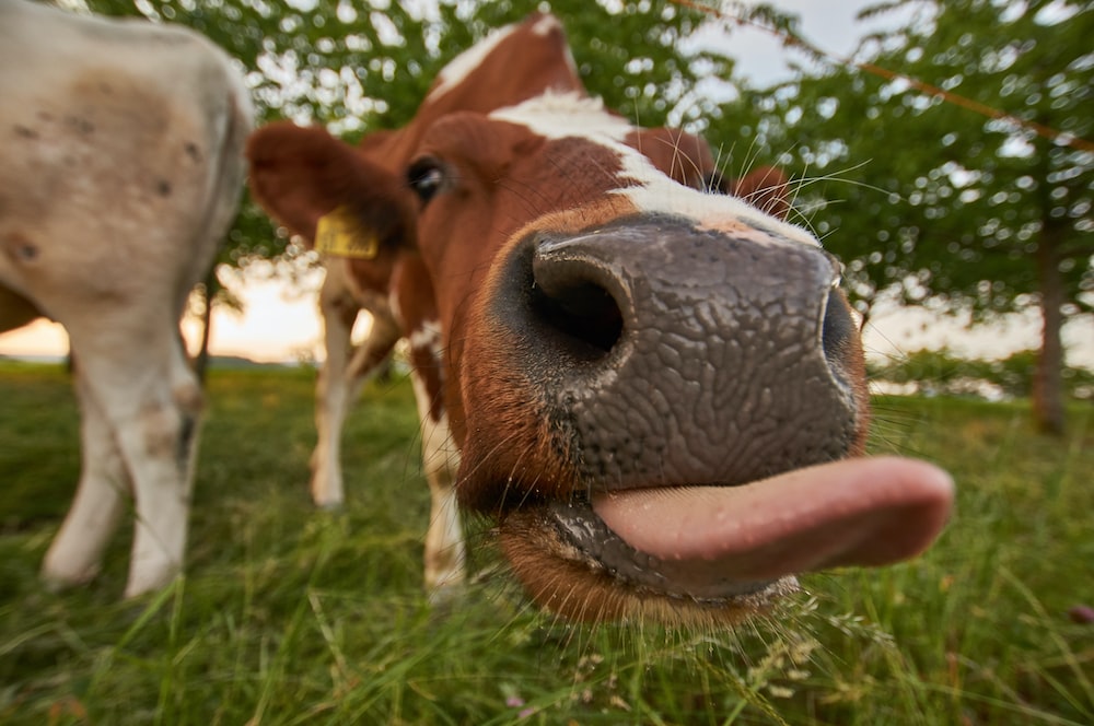 Cow got a lil too close